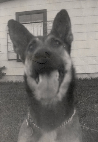 German Shepherd